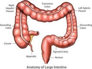 Cecum Definition Function Location And Related Conditions