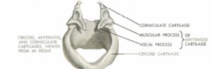 Image of Corniculate Cartilage