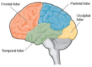 Images of Parietal Lobe