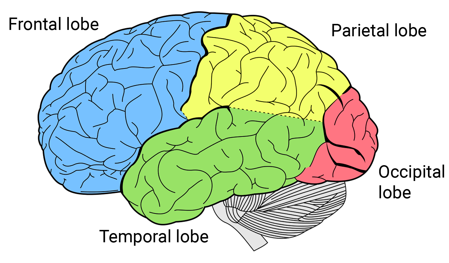 Parietal Lobe - Function, Location, Structure and Related ...