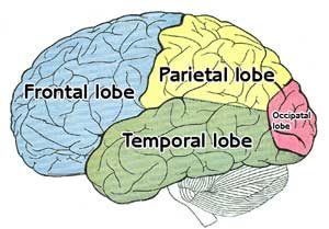 Pictures of Parietal Lobe