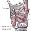 Cricoid cartilage Images