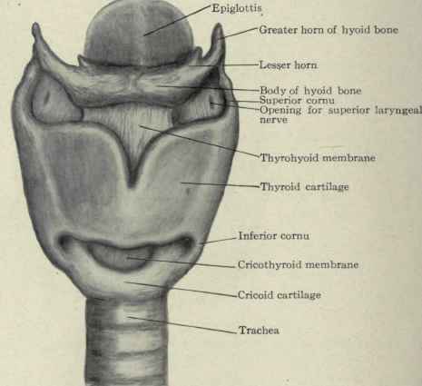 Cricoid cartilage - Location, Shape, Function and Pictures