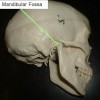 Picture of Mandibular fossa