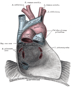 Picture of Pericardial sinus