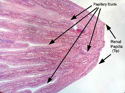 Papillary Duct Histology
