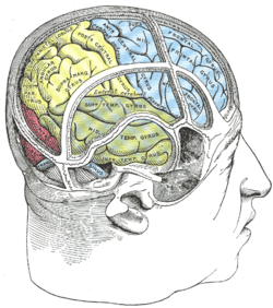 Image of Inferior temporal gyrus