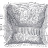 Picture of Intersphincteric groove