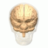 Picture of Preoccipital notch