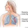Picture of Visceral pleura