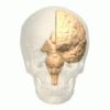 Image of Parieto-occipital sulcus