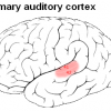 Picture of Primary auditory cortex