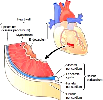 Serous pericardium - Anatomy, Functions and Pictures