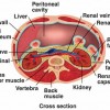 Picture of Renal fascia