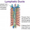 Image of Right lymphatic duct