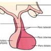 Picture of Pars tuberalis