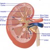 Picture of Renal sinus
