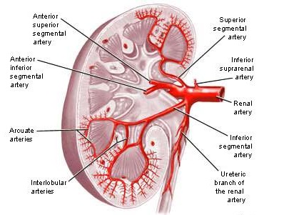 Image of Arcuate arteries of the kidney