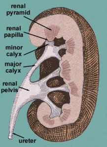 Major calyx - Anatomy, Function and Pictures
