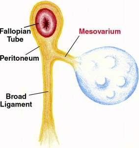 Picture of Mesovarium