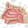 Picture of Pharyngeal tonsil