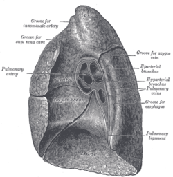 Picture of Pulmonary Ligament