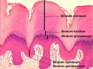 Image of Stratum lucidum