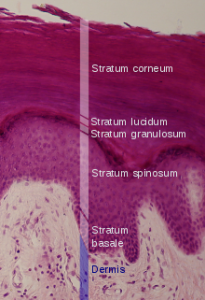 Picture of Stratum lucidum