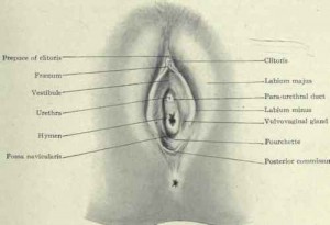 Picture of Vaginal orifice