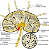 Image of Medulla of lymph node