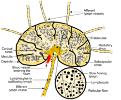 Image of Medulla of lymph node