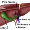 Image of Porta hepatis