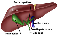 Image of Porta hepatis