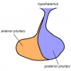 Picture of Posterior pituitary