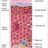 Image of Stratum basale