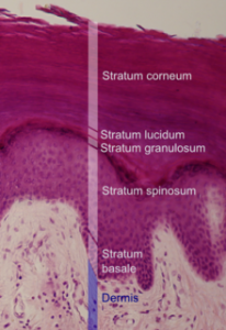 Stratum basale - Definition, Location, Function, Problems and Pictures