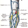 Images of Cephalic vein