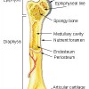Epiphysis Picture