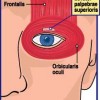 Orbicularis oculi Location