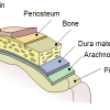 Periosteum Picture