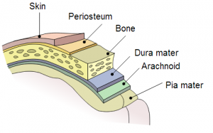 Periosteum Picture