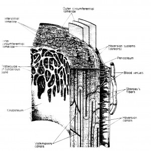 Images of Periosteum