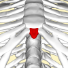 Xiphoid process Location