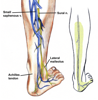 Sural nerve - Location, Function, Anatomy and Pictures