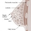 picture of mammary glands