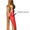 Picture of Supinator muscle
