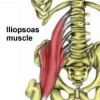 Iliopsoas Muscle Location