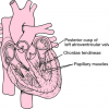 Chordae tendineae Location