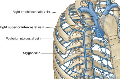 Azygos Vein - Location, Function, and Pictures