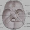 Cranial Cavity Image